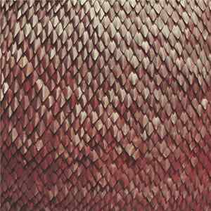Kill The Vultures - Carnelian FLAC album
