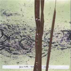 James Fella - Salvaged Tape FLAC album