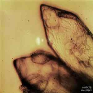 Mutate - Interstitial I FLAC album