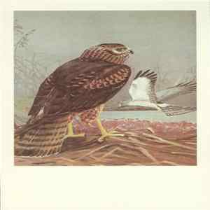 No Artist - Northern Harrier FLAC album