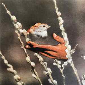 Patrick Shiroishi - Sparrow's Tongue FLAC album