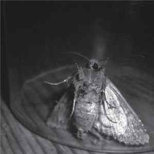 Luminance + Psyche - Left Out FLAC album