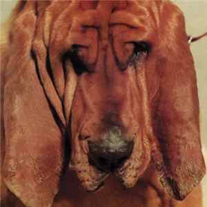 Ty Segall - Goodbye Bread FLAC album