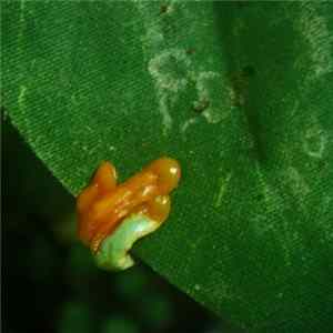 Phyllomedusa - Rainforests Are Only Pretty On The Outside FLAC album