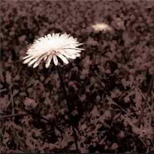 The Sepia Raven - My Greatest Fear Is To Be Forgotten FLAC album