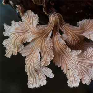 Fungispora - Schizophyllum commune FLAC album