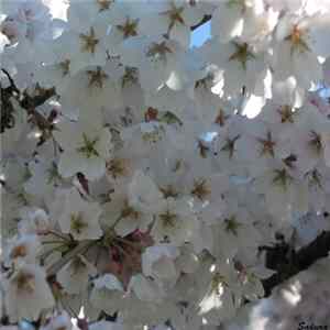 Lord Cernunnos - Sakura FLAC album