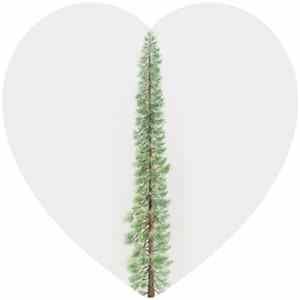 Will Thomas Long - Sequoia FLAC album