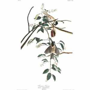Celer - Chirp FLAC album