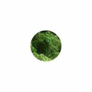 Thank You - Pathetic Magic FLAC album