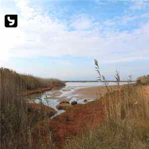 Savvas Metaxas - Wetlands FLAC album
