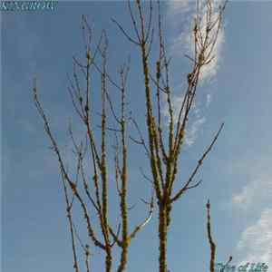 Kingrow - Tree of Life FLAC album